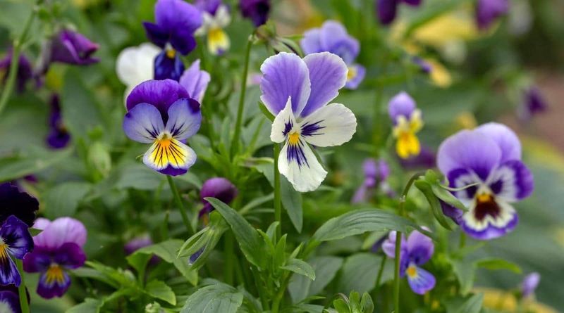 Brighten Beds With Cheerful Pansies