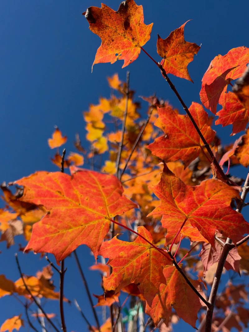 Brilliant Leaves That Light Up Late Autumn