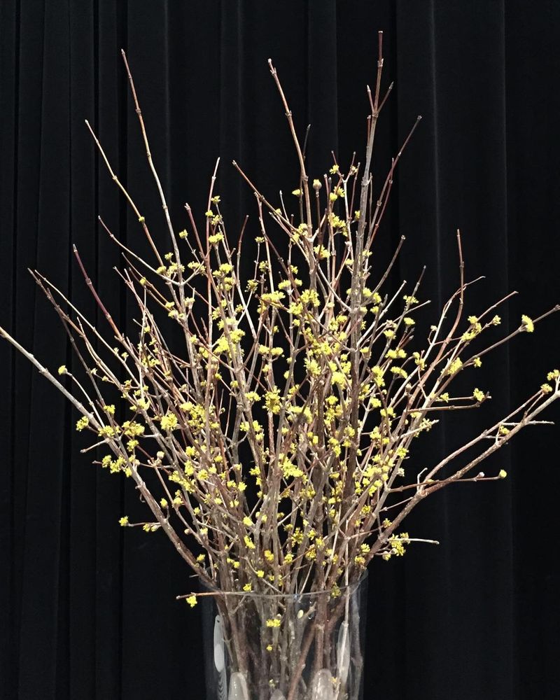 Bring A Branch Indoors And The Pods May Fire Across The Room Bring A Branch Indoors And The Pods May Fire Across The Room