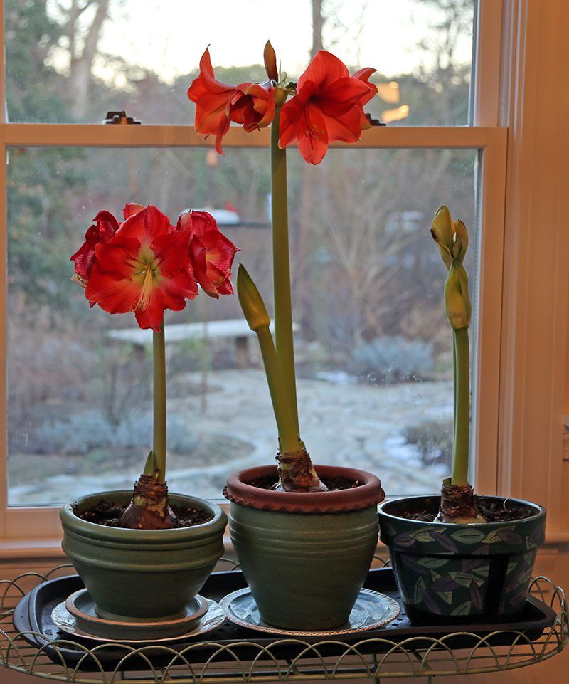 Bring Amaryllis Indoors And Start Its Rest Period