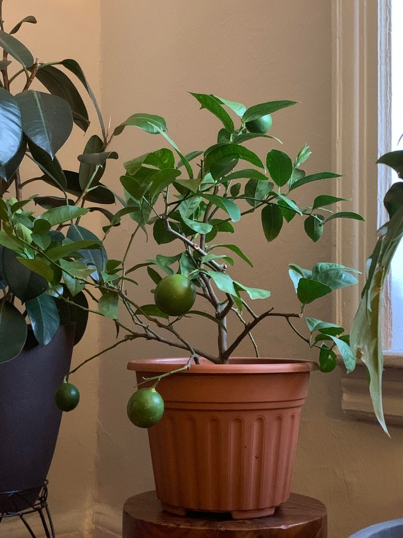 Bring Citrus In When Nights Hit The 50s