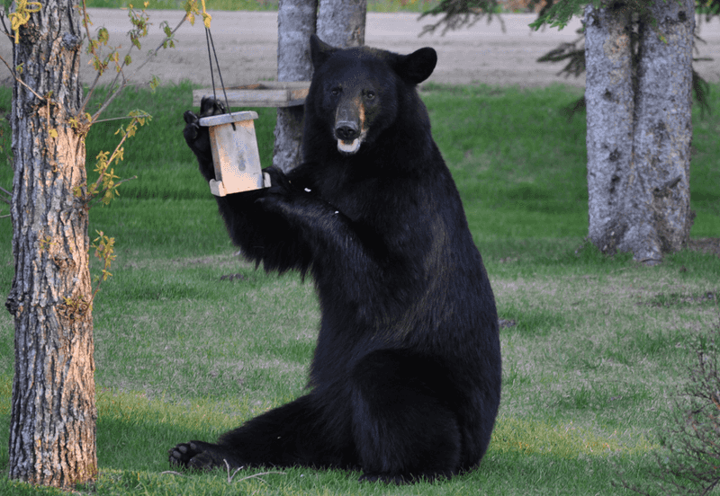 Bring Feeders In At Night If Bears Visit Bring Feeders In At Night If Bears Visit