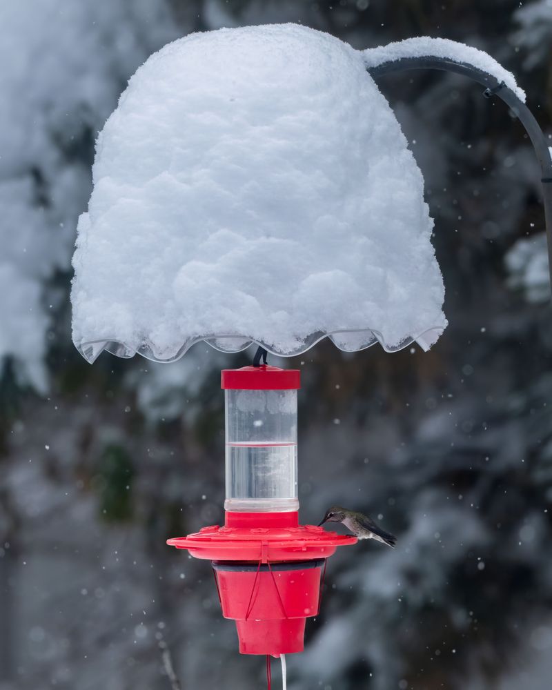 Bring Feeders Inside On Frosty Nights