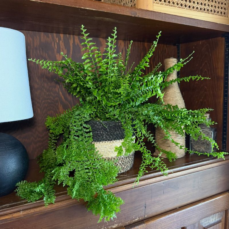 Bring Ferns In When Nights Hit The 50s Bring Ferns In When Nights Hit The 50s