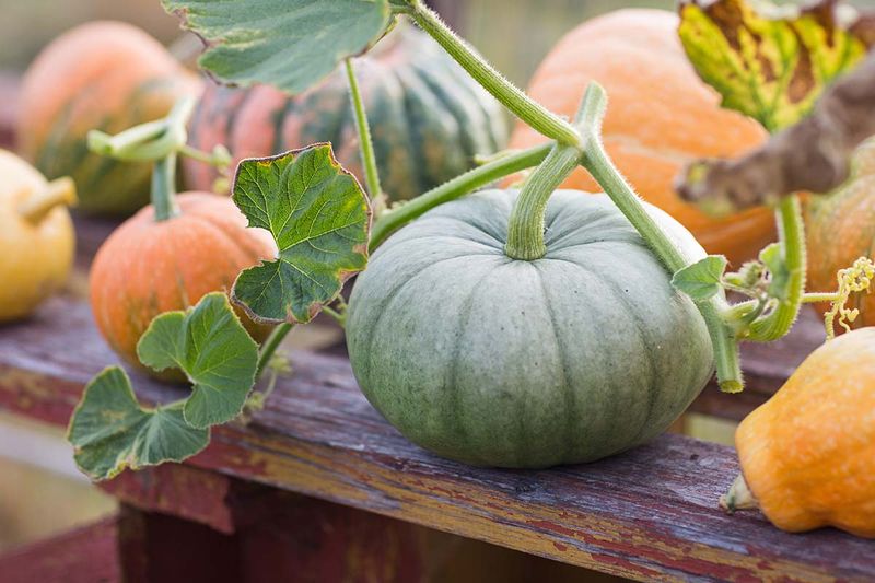 Bring In Green Fruit, But Plan To Use It Soon 