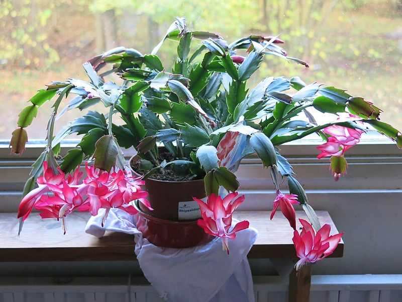 Bring It Indoors Before Nights Drop Near 45 Degrees Bring It Indoors Before Nights Drop Near 45 Degrees
