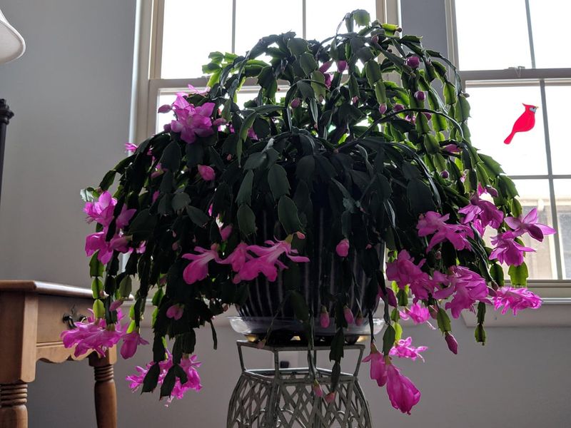 Bring It Inside Before Frost Arrives