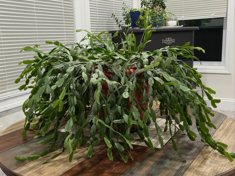 Bring It Inside Before Nights Get Too Cold