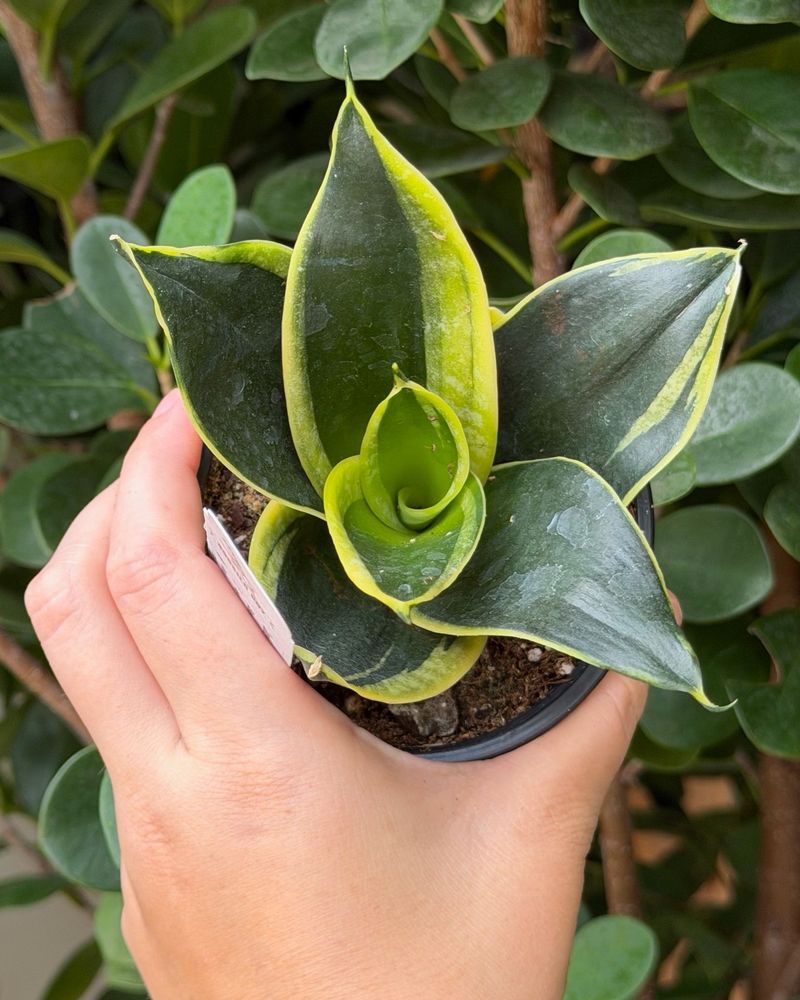 Bring Outdoor Plants In Early