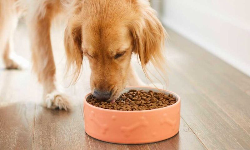 Bring Pet Food Inside At Night