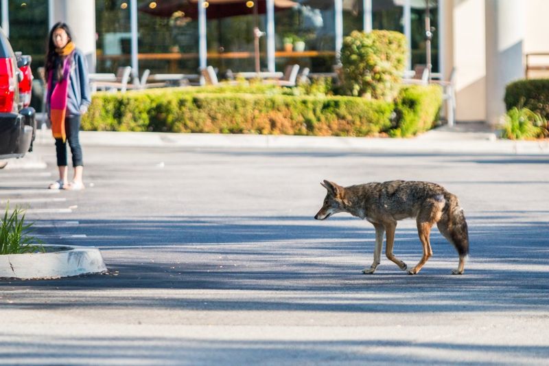 Bring Pets And Kids Inside Your Home Right Away