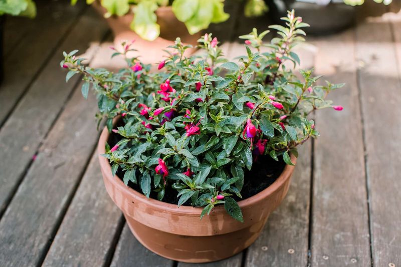 Bring Pots In Before The First Frost
