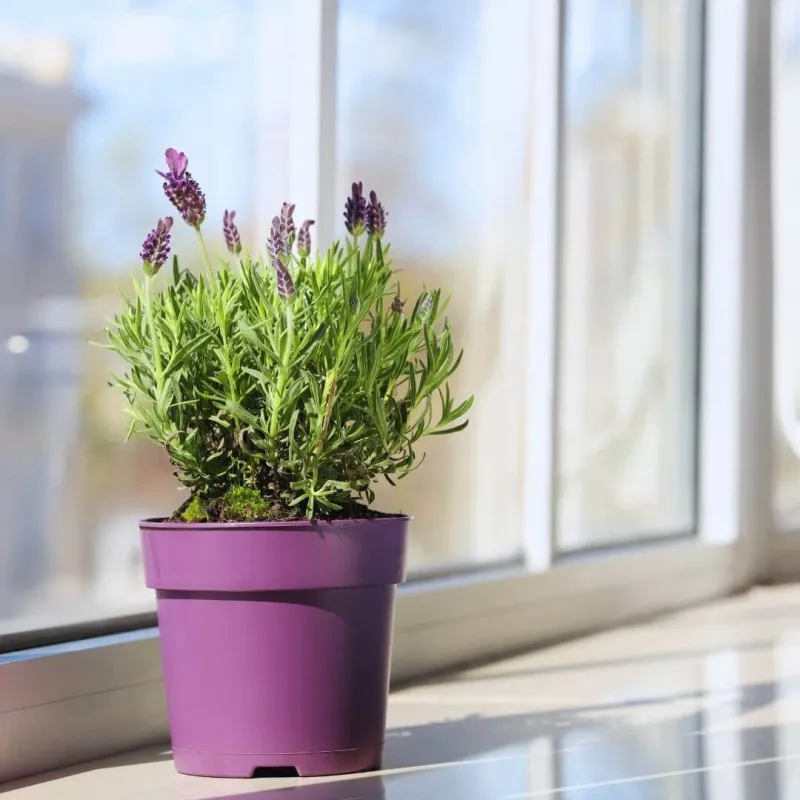 Bring Potted Lavender Under Cover