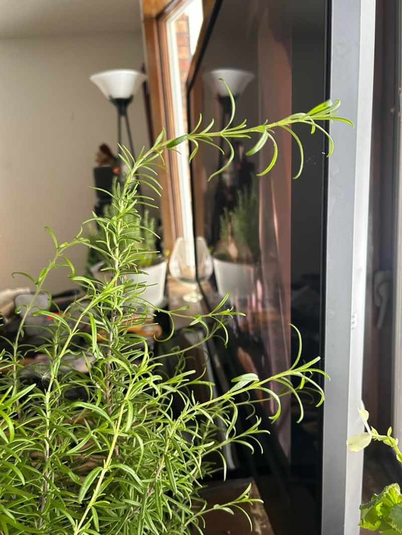 Bring Potted Plants In Before Nights Hit The 20s Bring Potted Plants In Before Nights Hit The 20s