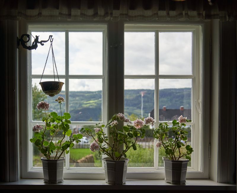 Bring Potted Plants Indoors To A Sunny Window