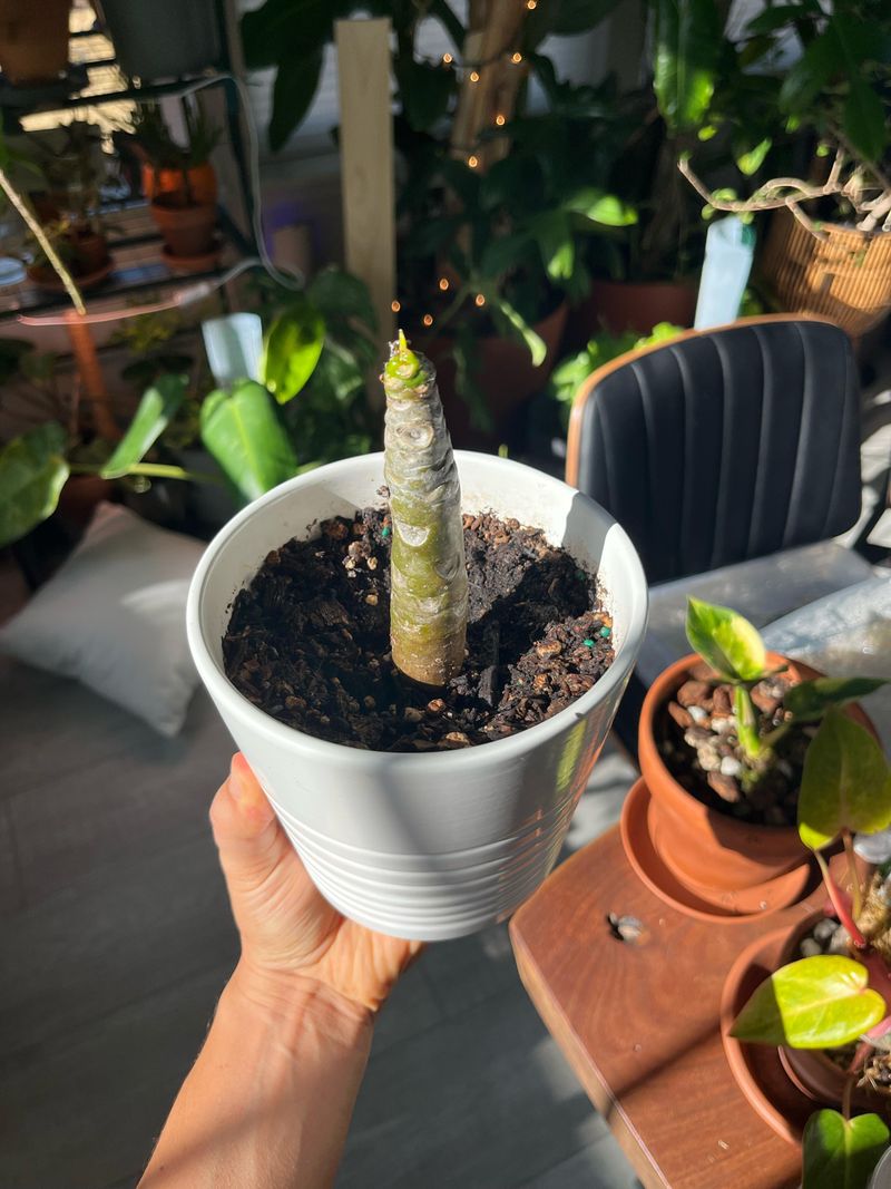 Bring Potted Plumeria Inside Before A Freeze Bring Potted Plumeria Inside Before A Freeze