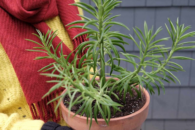 Bring Potted Rosemary Indoors Slowly Bring Potted Rosemary Indoors Slowly