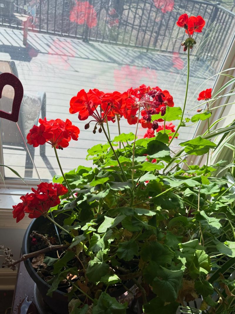 Bring Potted Tender Plants Indoors Bring Potted Tender Plants Indoors