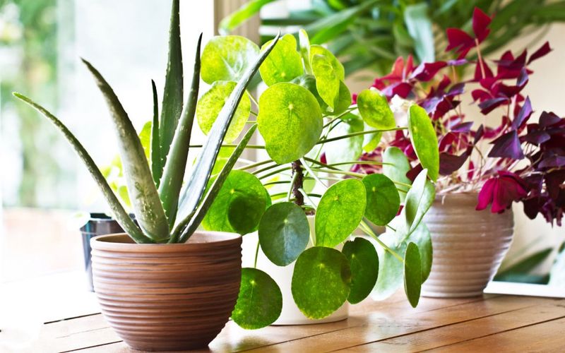 Bring Potted Treasures Indoors Before Frost 