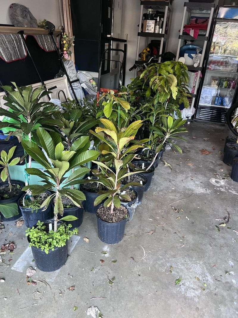 Bring Potted Tropicals In Before Nights Drop Below 50 Bring Potted Tropicals In Before Nights Drop Below 50