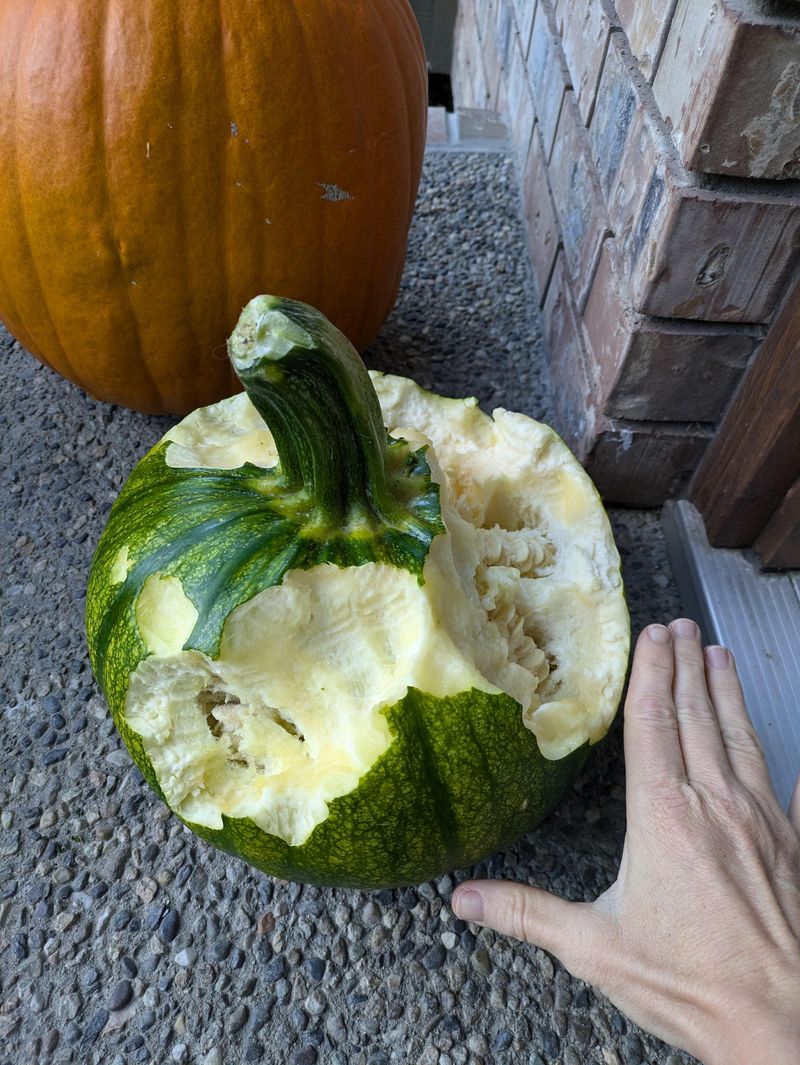 Bring Pumpkins In At Night To Protect Them Bring Pumpkins In At Night To Protect Them