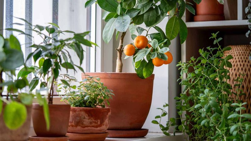 Bring Tender Plants Back Inside Bring Tender Plants Back Inside