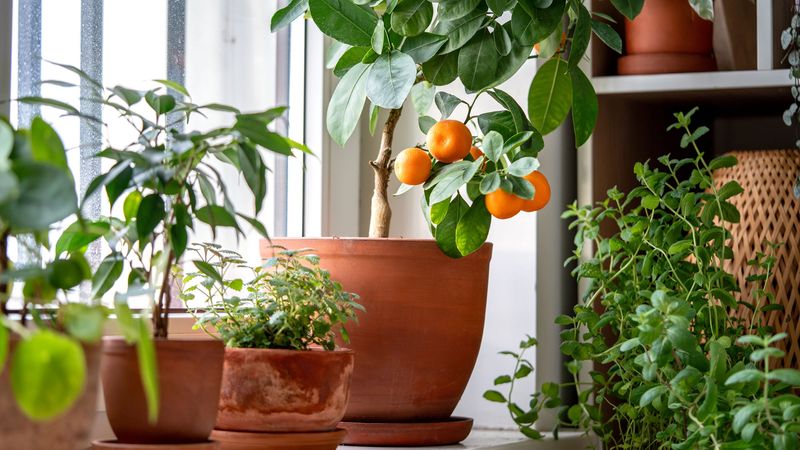 Bring Tender Plants Indoors Before The First Frost Bring Tender Plants Indoors Before The First Frost