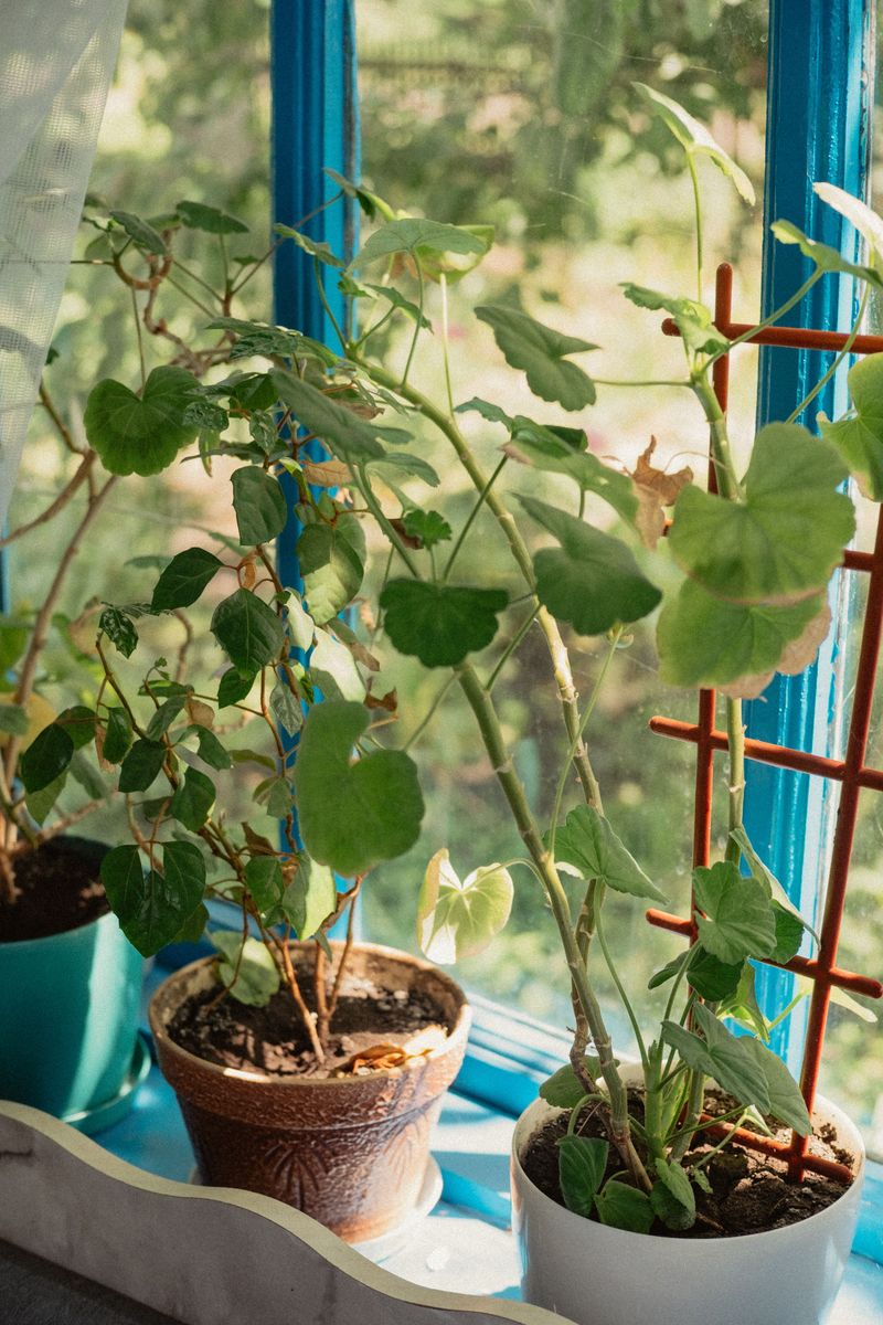 Bring Them Indoors Before The First Frost