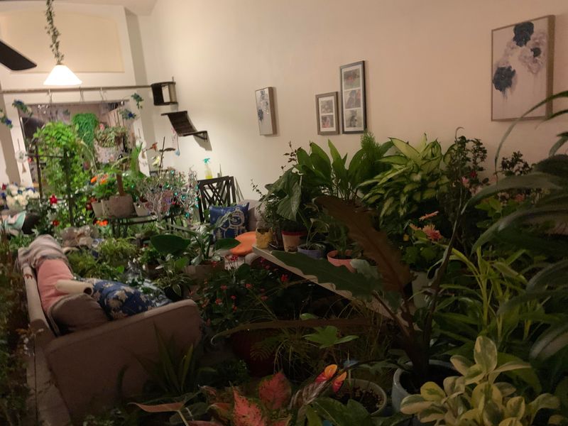 Bring Tropical Houseplants Back Indoors Bring Tropical Houseplants Back Indoors