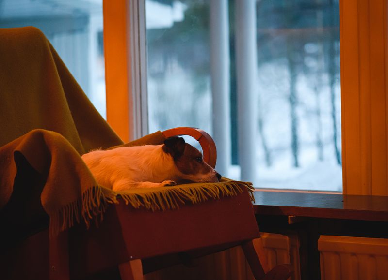 Bring Your Pets Inside Before Dusk Bring Your Pets Inside Before Dusk
