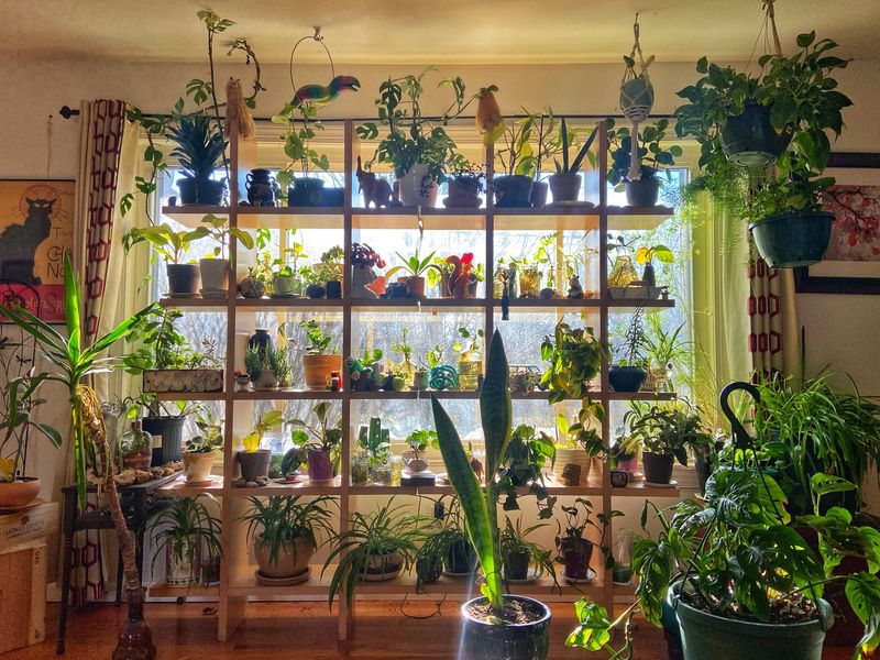 Bringing Houseplants And Tropicals Indoors