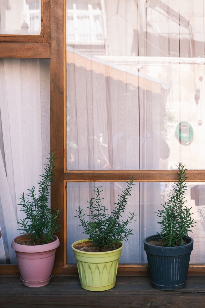Bringing Potted Rosemary Indoors Before Frost Bringing Potted Rosemary Indoors Before Frost