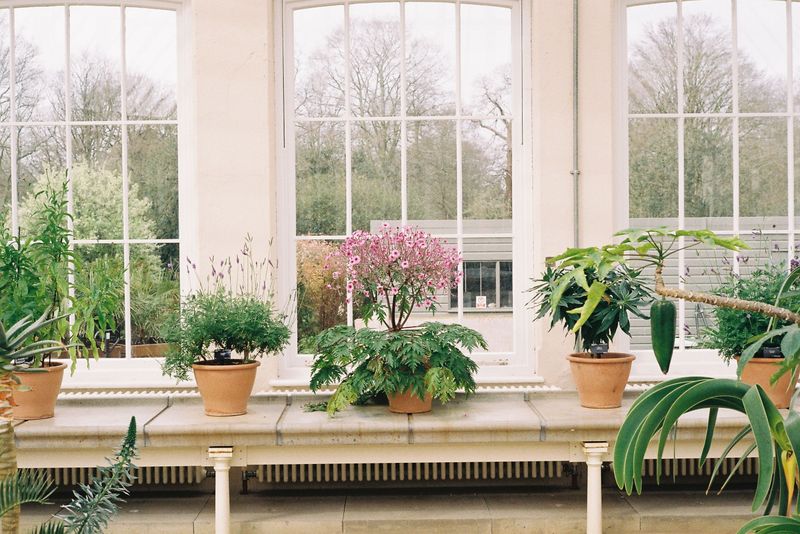 Brings The Garden Inside Over Winter