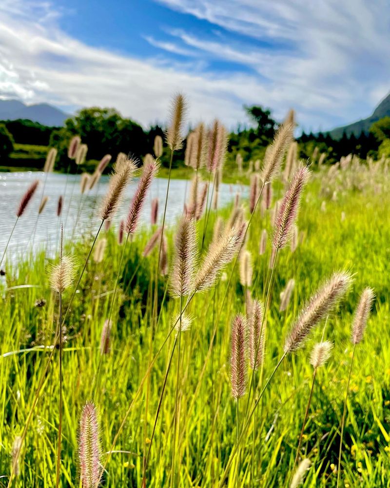 Bristle Grass And Panic Grass Seeds Top The Menu Bristle Grass And Panic Grass Seeds Top The Menu