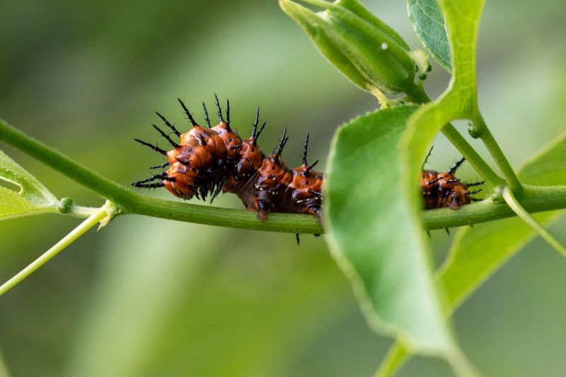 Bristly Orange Caterpillars Like These Grow Up Into Familiar Butterflies