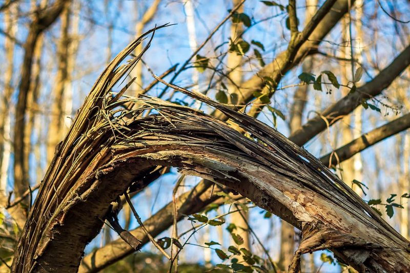 Brittle Wood Becomes A Falling Hazard Fast