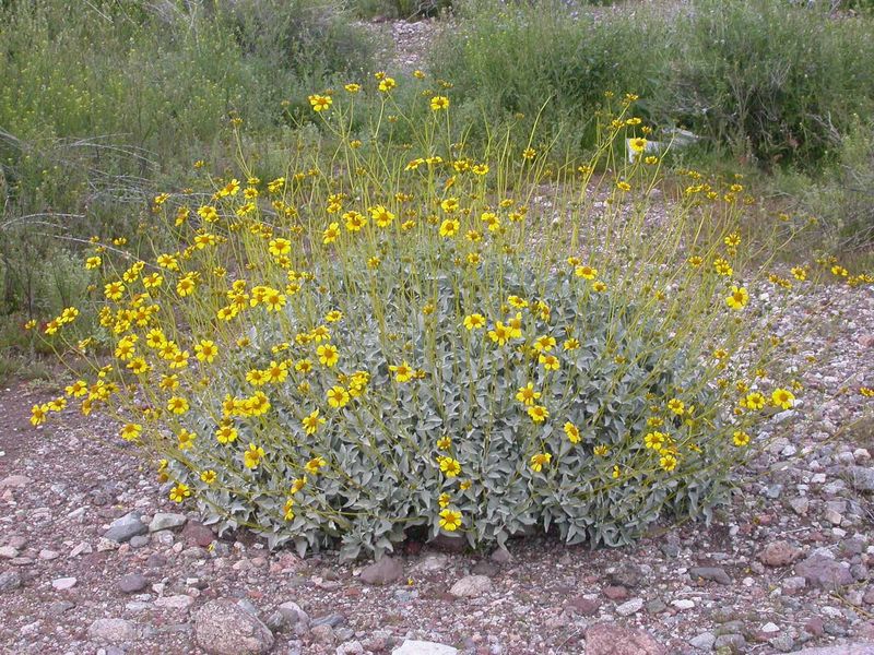 Brittlebush