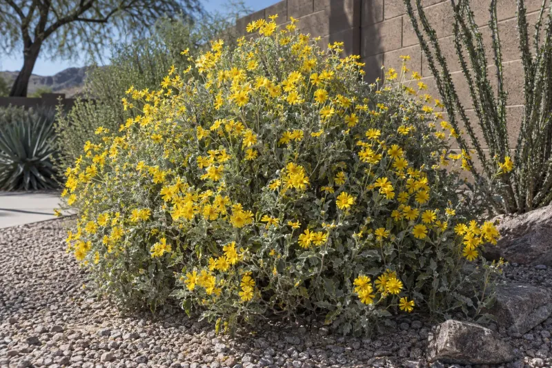 Brittlebush Brittlebush