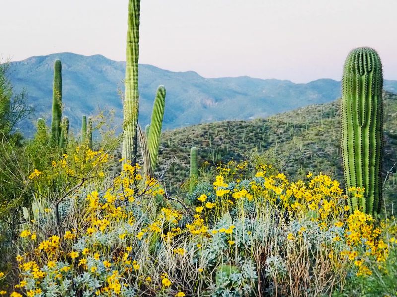 Brittlebush
