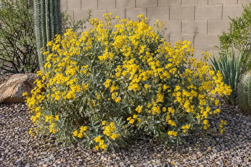 Brittlebush