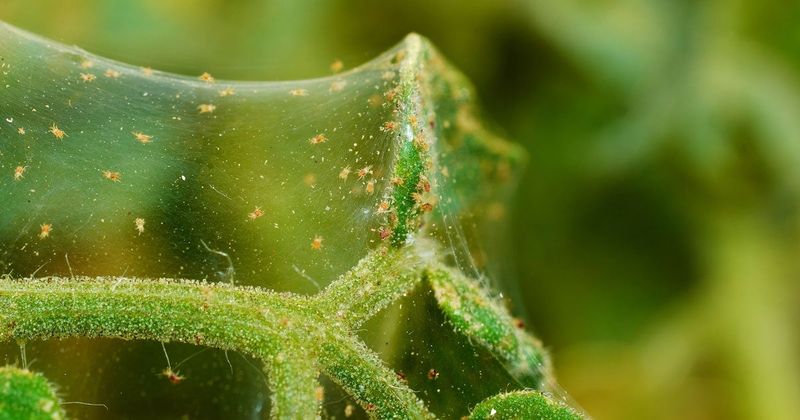 Broad-Spectrum Sprays Remove Mite Predators