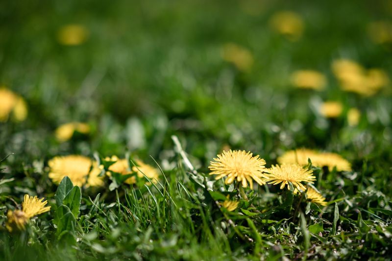 Broadleaf Sprays With Dicamba Target Dandelion Rosettes Broadleaf Sprays With Dicamba Target Dandelion Rosettes