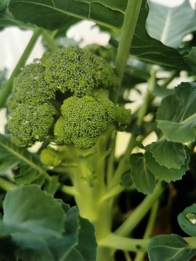 Broccoli Offers Bonus Side Shoots Broccoli Offers Bonus Side Shoots