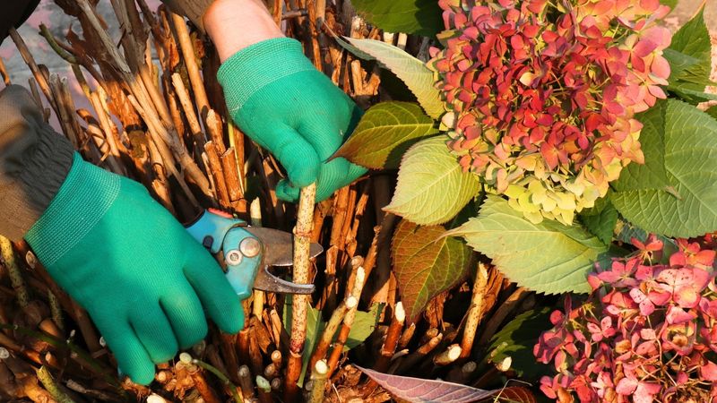 Broken Or Problem Branches Are Different From Routine Pruning
