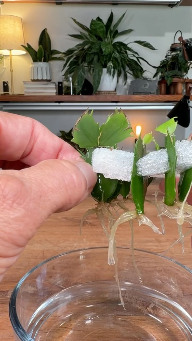 Broken Pieces Can Grow Into New Plants Broken Pieces Can Grow Into New Plants