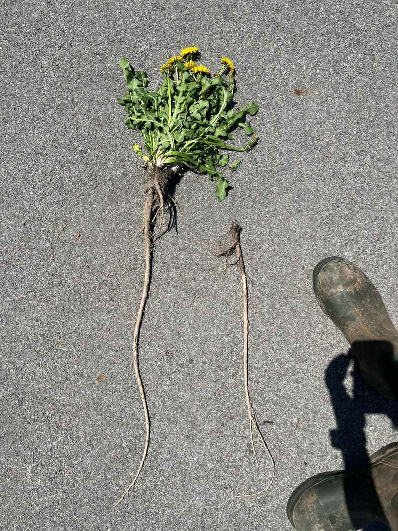 Broken Root Pieces Can Grow Back Broken Root Pieces Can Grow Back