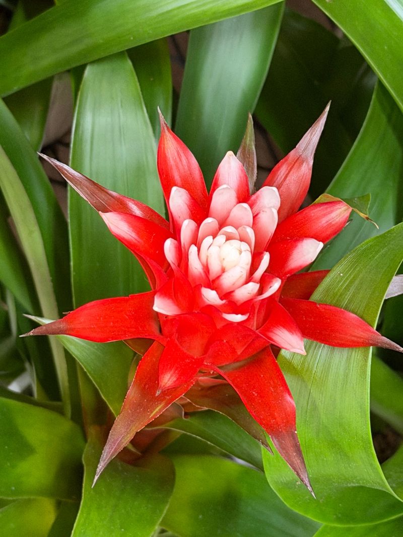 Bromeliads Add An Outside-The-Box Tropical Touch