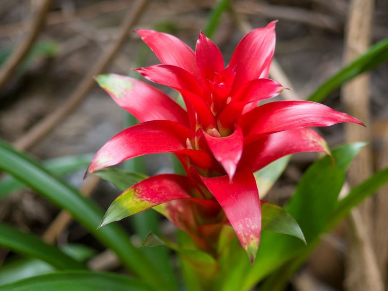 Bromeliads Add Tropical Flair To Gray Days