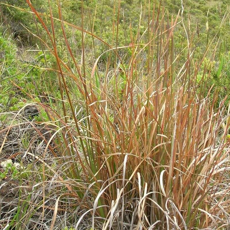 Broomsedge Bluestem Broomsedge Bluestem