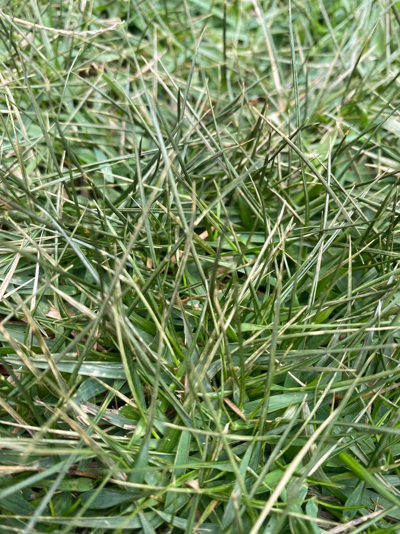 Brown Blades Often Mean Dormancy, Not Failure